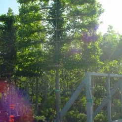 Haagbeuk Als Leiboom (Carpinus Betulus)