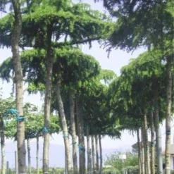 Ceder Als Dakboom (Cedrus Deodara 'Pendula') -Goedkope Tuin Sprankel Winkel 077cedrusdeodarapenduladakvorm 3