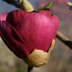 Beverboom (Magnolia 'Black Tulip') -Goedkope Tuin Sprankel Winkel 140666 1 m black tulip 385
