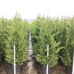 Haagconifeer (Cupressocyparis Leylandii 'Vito') -Goedkope Tuin Sprankel Winkel 15