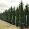 Haagconifeer (Cupressocyparis Leylandii 'Vito') -Goedkope Tuin Sprankel Winkel 17
