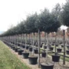 Olijfwilg Als Boom (Elaeagnus Ebbingei 'Compacta') -Goedkope Tuin Sprankel Winkel 18