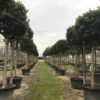 Liguster Als Boom (Ligustrum Japonicum 'Texanum') -Goedkope Tuin Sprankel Winkel 19