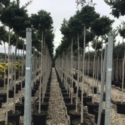 Liguster Als Boom (Ligustrum Japonicum 'Texanum') -Goedkope Tuin Sprankel Winkel 20