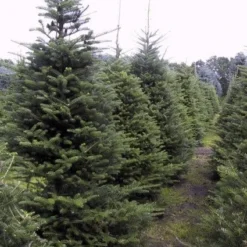 Koreaanse Zilverspar (Abies Koreana) -Goedkope Tuin Sprankel Winkel 20070701225427 6