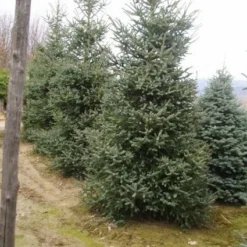 Spaanse Den (Abies Pinsapo 'Glauca') -Goedkope Tuin Sprankel Winkel 20070701230024 6