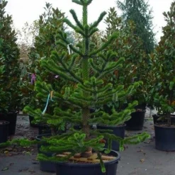Apeboom (Araucaria Araucana) -Goedkope Tuin Sprankel Winkel 20070704140843 17