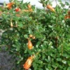 Granaatappel Als Halfstam(Punica Granatum 'Wonderful') -Goedkope Tuin Sprankel Winkel 20070801142845 7 1