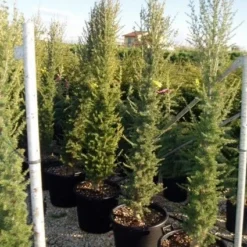 Zuilvormige Ceder (Cedrus Libani 'Fastigiata') -Goedkope Tuin Sprankel Winkel 20070814180447 10