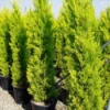 Cipres Kamerconifeer (Cupressus Macrocarpa 'Goldcrest') -Goedkope Tuin Sprankel Winkel 20070910192235 10