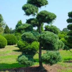 Blauwe Japanse Den (Pinus Parviflora 'Glauca') -Goedkope Tuin Sprankel Winkel 20071031121537 13