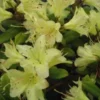 Dwergrhododendron (Rhododendron 'Princess- Anne') -Goedkope Tuin Sprankel Winkel 20071114100749 1