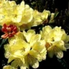 Rhododendron (Rhododendron 'Ehrengold') -Goedkope Tuin Sprankel Winkel 20071114123231 2