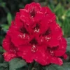 Rhododendron (Rhododendron 'Lord Roberts') -Goedkope Tuin Sprankel Winkel 20071114152649 2