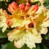 Rhododendron (Rhododendron 'Nancy Evans') -Goedkope Tuin Sprankel Winkel 20071120164505 1