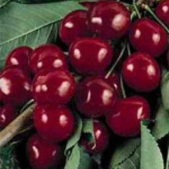 Lei-Kers (Prunus Avium 'Bigarreau Burlat')