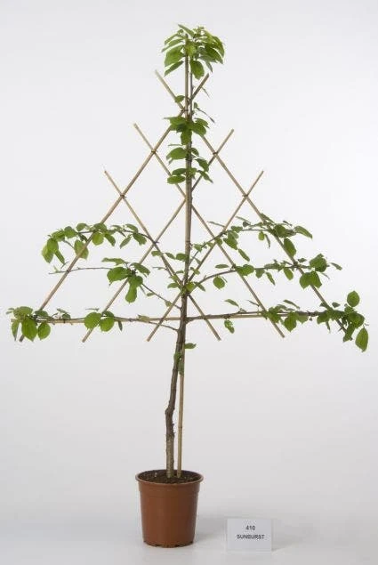 Lei-Kers (Prunus Avium 'Sunburst') 4 Lei-Kers (Prunus Avium 'Sunburst') - Afbeelding 2