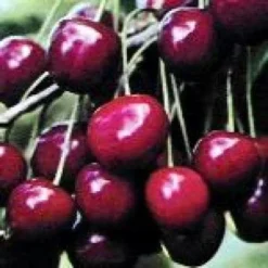 Lei-Kers (Prunus Avium 'Dubbele Meikers') -Goedkope Tuin Sprankel Winkel 20080519140457 1