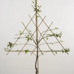 Lei-peer (Pyrus Communis 'Conference') -Goedkope Tuin Sprankel Winkel 20080519142252 1