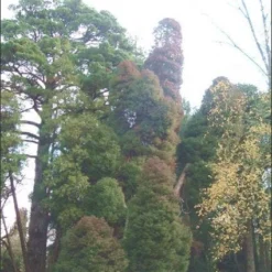 Sikkelden (Cryptomeria Japonica 'Elegans') -Goedkope Tuin Sprankel Winkel 20080611115709 6
