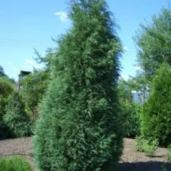 Jeneverbes (Juniperus Virginiana 'Glauca')
