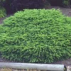Spar (Picea Abies 'Nidiformis') -Goedkope Tuin Sprankel Winkel 20080730111038 1