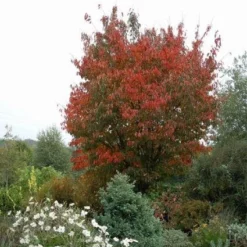 Japanse Sierkers (Prunus Sargentii) -Goedkope Tuin Sprankel Winkel 20080730122801 5