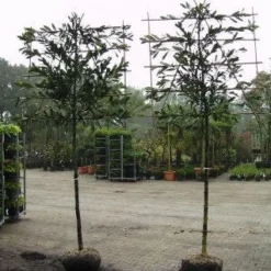 Laurier Als Leiboom (Prunus Laurocerasus 'Caucasica') -Goedkope Tuin Sprankel Winkel 20081015083837 6 1