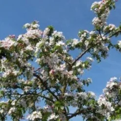 Sierappel (Malus 'Professor Sprenger') -Goedkope Tuin Sprankel Winkel 20081113143001 11
