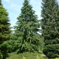 Westelijke Hemlockspar (Tsuga Heterophylla) -Goedkope Tuin Sprankel Winkel 20081113145518 5