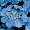 Hortensia (Hydrangea Macrophylla 'Teller Blue') -Goedkope Tuin Sprankel Winkel 20081208131210 2