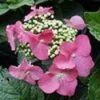 Hortensia (Hydrangea Macrophylla 'Teller Red') -Goedkope Tuin Sprankel Winkel 20081208131338 2