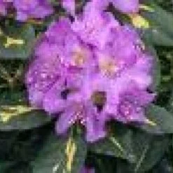 Rhododendron (Rhododendron 'Goldflimmer')
