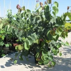 Chinese Judasboom (Cercis Chinensis 'Avondale') 20 Chinese Judasboom (Cercis Chinensis 'Avondale') -Goedkope Tuin Sprankel Winkel 20091127153204 5