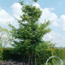 Meidoorn Als Boom (Crataegus Persimilis 'Splendens') -Goedkope Tuin Sprankel Winkel 20091221124141 10