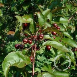 Sierappel (Malus 'Liset') -Goedkope Tuin Sprankel Winkel 20091222112959 8