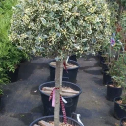 Hulst Op Stam (Ilex 'Argentea Marginata') -Goedkope Tuin Sprankel Winkel 20100712171848 1