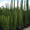 Italiaanse Cipres (Cupressus Sempervirens 'Totem') -Goedkope Tuin Sprankel Winkel 20100712173208 10