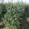 Spaanse Den (Abies Pinsapo 'Glauca') -Goedkope Tuin Sprankel Winkel 20101207142314 6