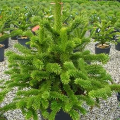 Apeboom (Araucaria Araucana) -Goedkope Tuin Sprankel Winkel 20101209111447 17