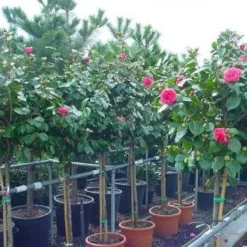 Camelia Op Stam (Camellia Japonica) -Goedkope Tuin Sprankel Winkel 20101209153742 3