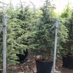 Libanonceder (Cedrus Libani) -Goedkope Tuin Sprankel Winkel 20101210104411 17