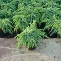 Ceder (Cedrus Deodara 'Feelin Blue')