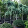 Ceder Als Boom (Cedrus Deodara 'Feelin Blue') -Goedkope Tuin Sprankel Winkel 20101212152550 3