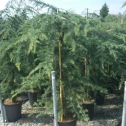 Treurceder (Cedrus Deodara 'Pendula') -Goedkope Tuin Sprankel Winkel 20101212154242 13