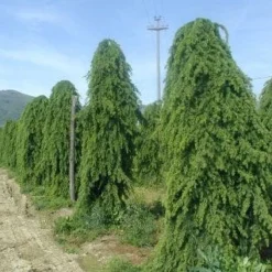 Treurceder (Cedrus Deodara 'Pendula') -Goedkope Tuin Sprankel Winkel 20101212154305 13