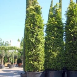 Gele Haagconifeer (Chamaecyparis Lawsoniana 'Ivonne') -Goedkope Tuin Sprankel Winkel 20101212171752 10