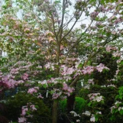 Amerikaanse Kornoelje (Cornus Florida 'Rubra') 16 Amerikaanse Kornoelje (Cornus Florida 'Rubra') -Goedkope Tuin Sprankel Winkel 20101213094837 7