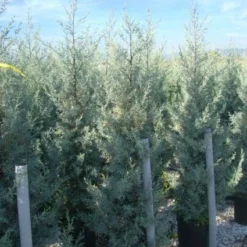 Cipres (Cupressus Arizonica 'Glauca') -Goedkope Tuin Sprankel Winkel 20101213122927 13