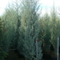Cipres (Cupressus Arizonica 'Glauca') -Goedkope Tuin Sprankel Winkel 20101213122945 13
